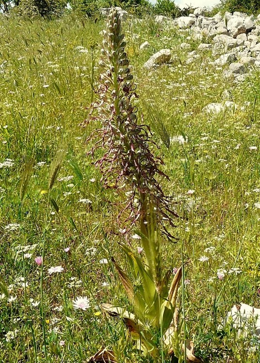 Himantoglossum Hircinum